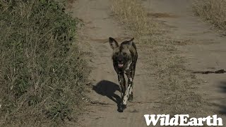 WildEarth - Sunrise Safari - 17 June 2023