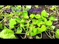 കുടങ്ങൽ കുടവൻ centella asiatica ഔഷധസസ്യം ഭക്ഷ്യയോഗ്യം