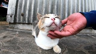 道端に座っていた三毛猫を撫で撫でしたら喜んで膝の上に乗ってきた