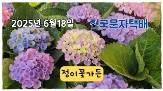 정이꽃가든 예쁜꽃들 착한가격  #전국문자택배 #파라디시카호야 #엑사콤 #밀리언벨 후쿠시아 리시안셔스 세작베고니아 팝콘수국 겹에키네시아