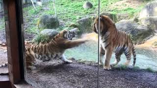 aggression of tiger