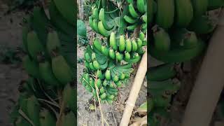 Hamare garden ke fruit  and vegetables