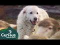 How a Great Pyrenees Guards Sheep Against Bear Attacks | Dogs With Jobs | Curious?: Natural World