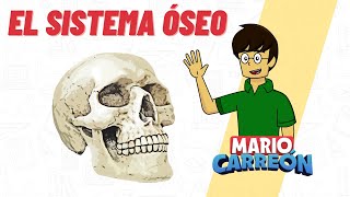 El sistema óseo