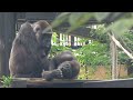 atmosphere.. father momotaro averts from son gentaro s gaze. gorilla｜momotaro family