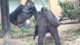 Atmosphere.. Father Momotaro averts from Son Gentaro's gaze.| Gorilla｜Momotaro family