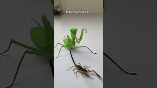 Masters of Stealth and Strikes  5 Fascinating Fact #shorts #prayingmantis #mantis #nature #facts