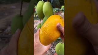 How To Cut | Fresh Fruit Cutting In My Farm