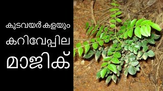 കുടവയര്‍ കളയും കറിവേപ്പില മാജിക്||Malayalam Health Tips