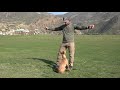 puppy training teach your puppy to focus robert cabral dog training video