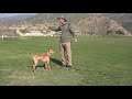 puppy training teach your puppy to focus robert cabral dog training video