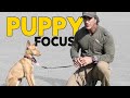 Puppy Training Teach Your Puppy to Focus - Robert Cabral Dog Training Video