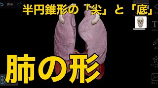 【肺の形】半円錐形の「尖」と「底」（解剖学）