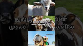 துல்ஹிஜ்ஜாவின் முதல் பத்து நாட்களில்🐄🐐🐪#sanmargamtamil