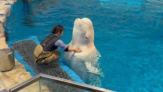 2025/01/13 ベルーガのトレーニング【ニコ編】@名古屋港水族館