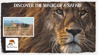 Discover the magic of a safari with Open Road Tours!