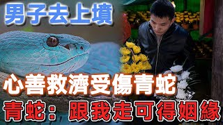 男子去上墳，心善救濟受傷青蛇，青蛇：跟我走可得姻緣