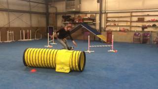 Sonic, agility class, 19.4.2017