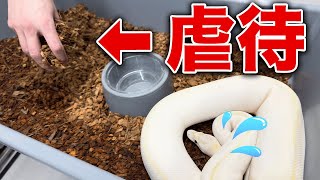 Beginners, Don’t Do This! Common Mistakes That Could Harm Your Ball Python!