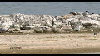 Charadrius hiaticula - Common Ringed Plover - Bontbekplevier