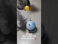 펫스윗홈 강아지 고양이 오뚝이 간식 장난감💕 cat pet 고양이 고양이영상 catlover cats cutecat cute 고양이털 고양이숨숨집