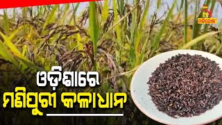 Nabarangpur Farmer Successfully Cultivates Manipur Black Rice । NandighoshaTV