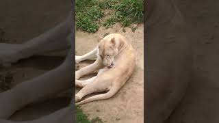 春魔😁⑬ホワイトライオン・白獅子・リズムちゃん・沖縄こどもの国・・・White_Lion・Okinawa Zoo \u0026 Museum(20240327)