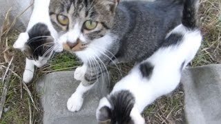 野良猫家族を撮っていたらとんでもないことにwww