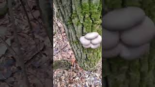 Останній день відпустки. Зимова глива @ОлександрПошукайло #mushroom #зимові гриби #збір грибів