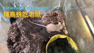 捕鳥蛛吃老鼠tarantula eats mouse