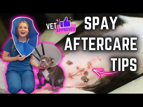 How do I prepare my dog for spaying?