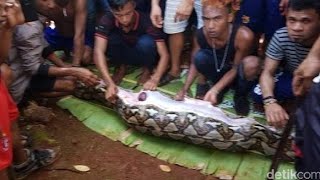 പെൺകുട്ടിയെ പെരുമ്പാമ്പ് വിഴുങ്ങിയപ്പോൾ!😱 Python Eating A Women | Shorts | Storify