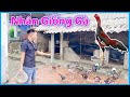 Văn Quỳnh Gà Chọi Nuôi Gà C.h.i.ế.n Sau Một Năm Quay Chở Lại.