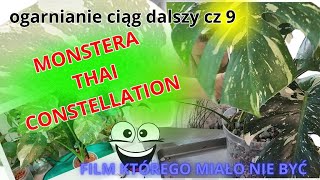 Film którego miało nie być 😎 Monstera Thai Constellation wycięła mi psikusa 😂 czyli ogarniam cz 9