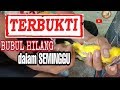 kaki BUBUL hilang kurang dari seminggu