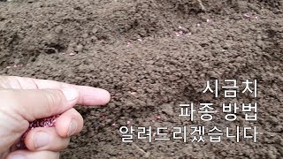 시금치 파종 방법 알려드리겠습니다