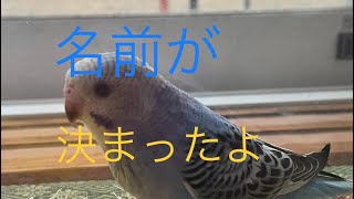 【セキセイインコ】名前決まったよ　癒し動画　観察日記