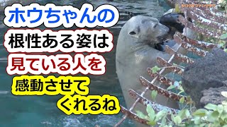 ホウちゃんの根性ある姿は💗見ている人を感動させてくれるね【天王寺動物園】