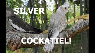 Albino, Whiteface and Silver cockatiels!