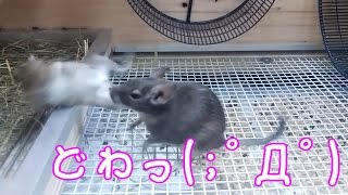 degu デグー　相撲の勝敗はいかに！？