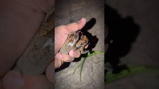 Funny Funny catching frog | jumping funny frogs | tep longheng funny