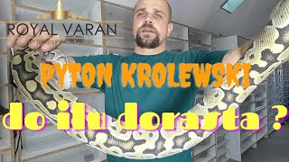 Pyton królewski. Do jakiej wielkości rośnie. Fazy wzrostu. RoyalVaran