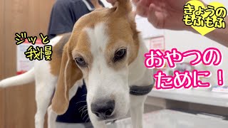 オヤツのためなら注射も我慢できちゃう犬【ビーグルさつきとポメ梵天】