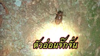 หาอยู่หากินในญี่ปุ่น ep56 สอนวิธีหาตัวอ่อนจั๊กจั่นที่ญี่ปุ่นเยอะมาก