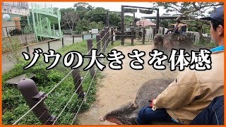 Ride an Asian Elephant ゾウさんライド　沖縄こどもの国