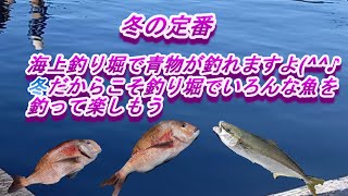 釣り堀でまさかの？冬の定番海上釣り堀、寒くても釣れるのか？