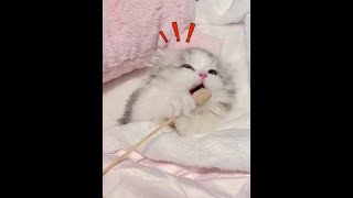 睡着了也不忘记吃饭 #这么可爱的小猫咪 #小奶猫 #我和我的猫