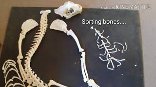 Articulating a leopard skeleton (Roadkill Skeletons)