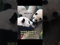 爱宝是有多喜爱小时候的福宝 fubao 大熊猫和花 pandahehua adorablepanda 买粉丝 涨粉 互粉 熊猫 大熊猫 宠物 热门 中国 可爱 国宝