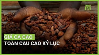 Giá ca cao toàn cầu cao kỷ lục | VTC16